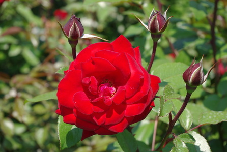 Red rose and buds